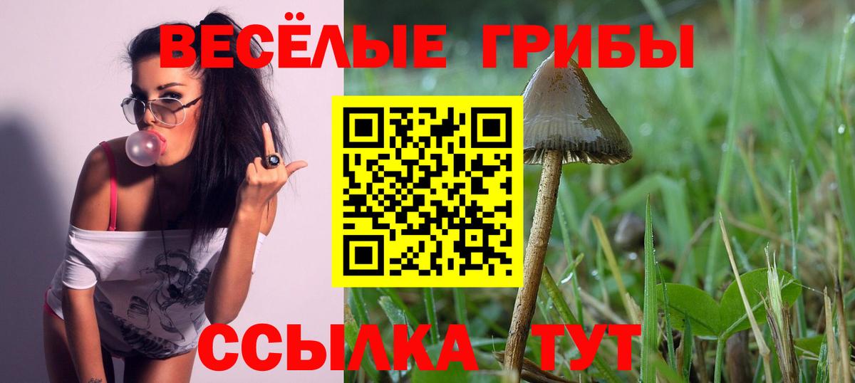 Псилоцибиновые грибы Psilocybine cubensis Вязники
